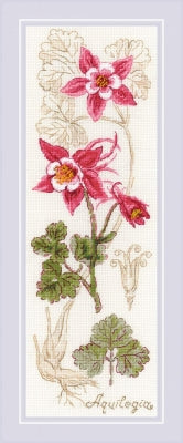 Aquilegia