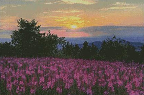 Fireweed Field