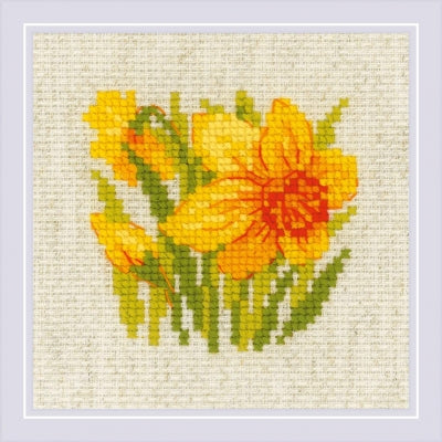 Yellow Narcissus