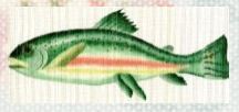 Rainbow Trout