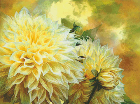 Yellow Dahlias