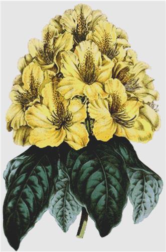 Rhododendrum Smithii Aureum