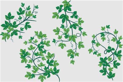 Set of Ivy