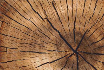 Cut Log