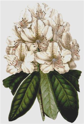 Rhododendron Carneum Elegantissimum