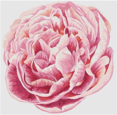 Pink Peony