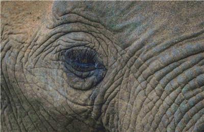 Elephant Eye