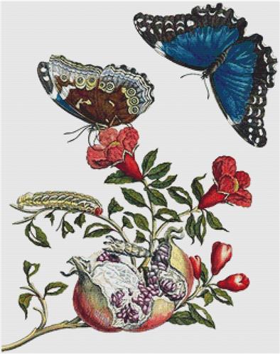 Pomegranate and Menelaus Blue Morpho