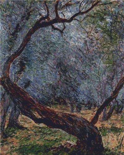 Olive Trees