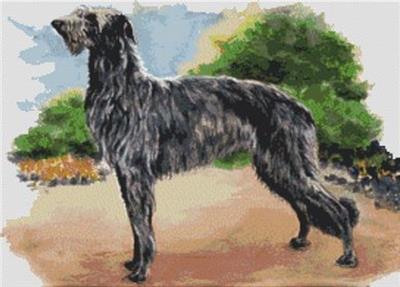 Scottish Deerhound