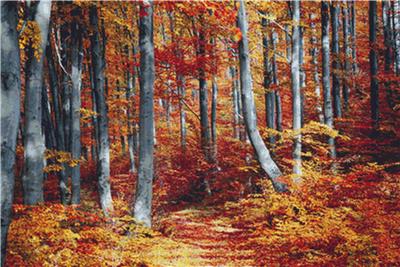 Forest in Autumn