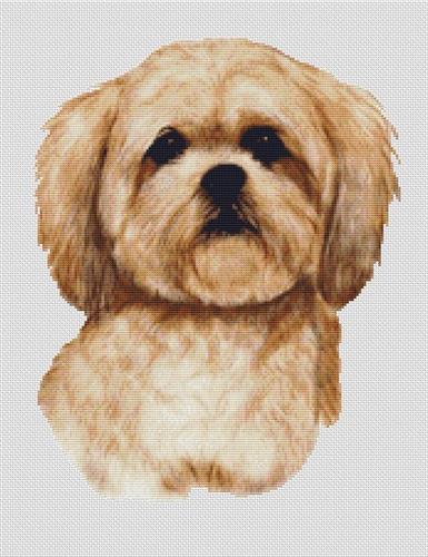 Cream Lhasa Apso
