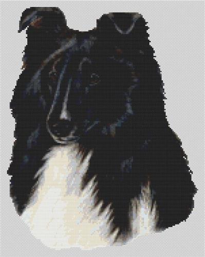 Bi-Black Sheltie