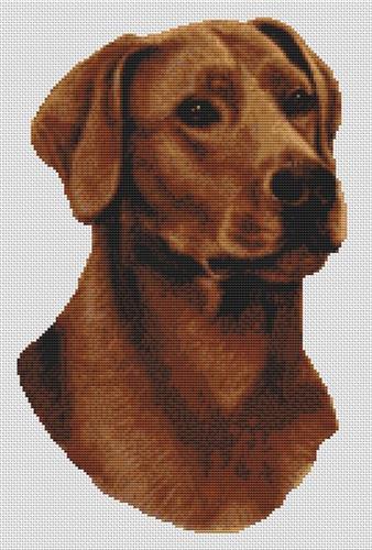 Fox Red Labrador