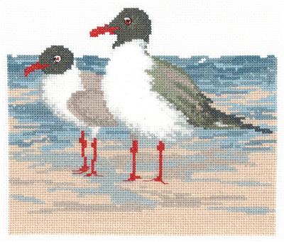 Laughing Gulls