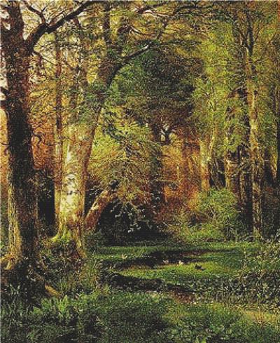 Forest Scene
