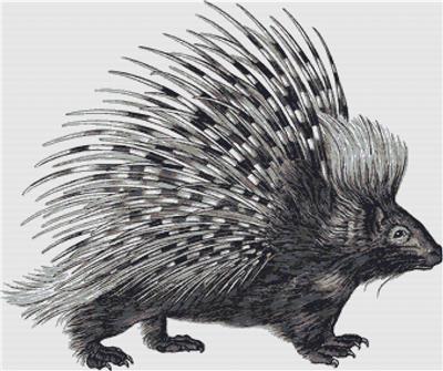 Porcupine