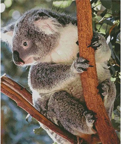 Koala Photo