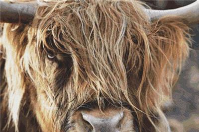 Scottish Highland Cow