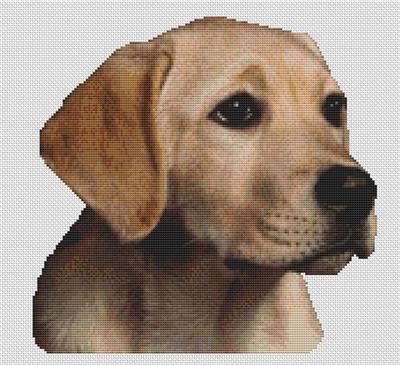 Molly - Yellow Lab Pup