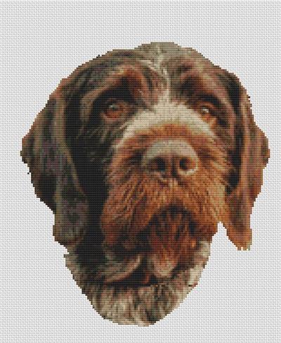 German Wirehaired Pionter