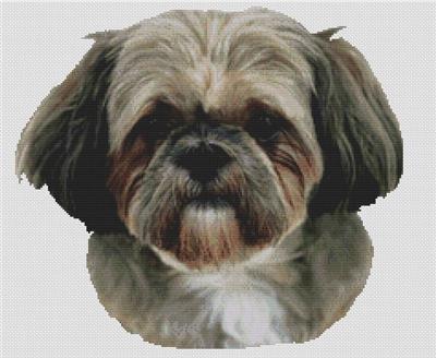 George - Shih Tzu