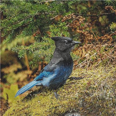 Blue Jay