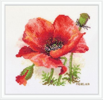 Red Poppy