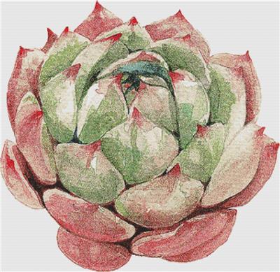 Large Single Succulent