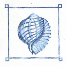 Tiger Chambered Nautilus Shell