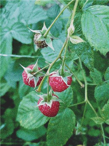 Raspberries