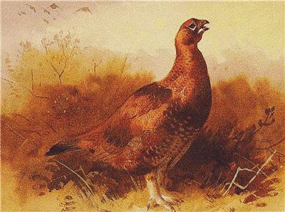 Grouse