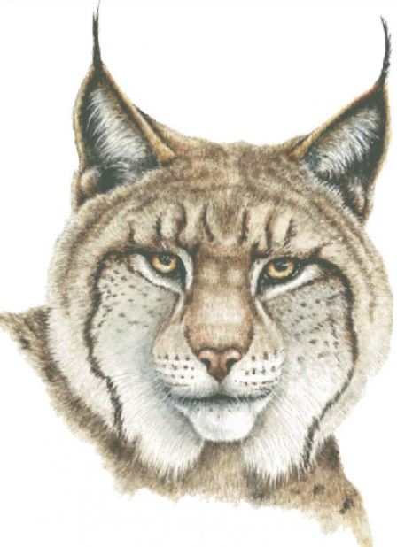 Lynx - Dave Bartholet