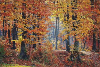 Forest Landscape in Autumn