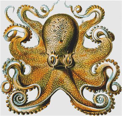 Octopus