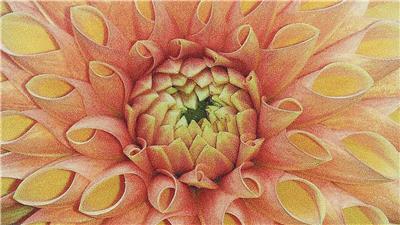 Dahlia