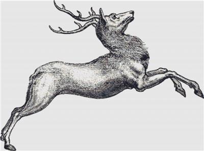 Reindeer