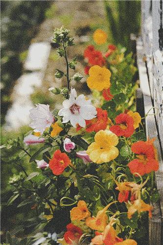 Nasturtiums