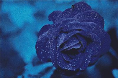 Blue Rose