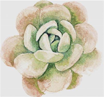 Large Single Succulent II