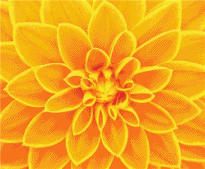 Yellow Dahlia