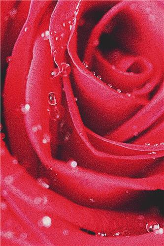 Detail of the Rose