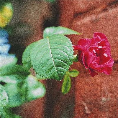 Red Rose