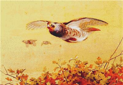 English Partridge in Flight