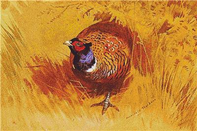 Pheasant, A