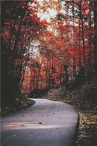 Orange Leaves Over a Road