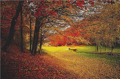 Autumn Woods