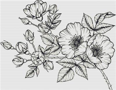 Rosa Canina