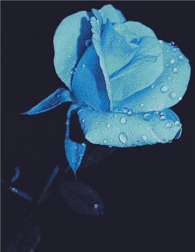 Neon Rose