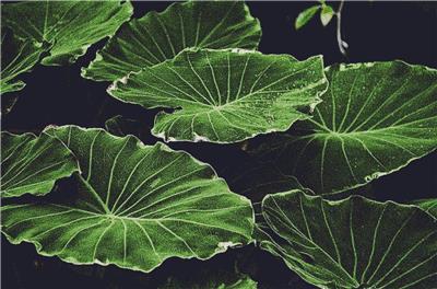 Lotus Leaves